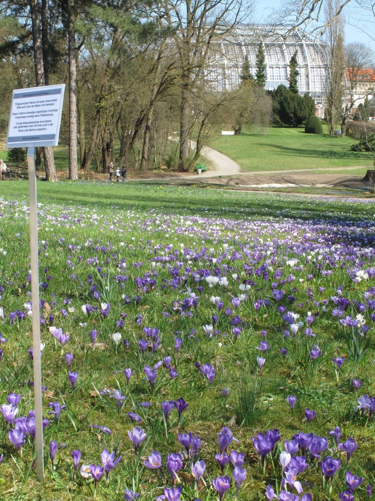 Blumenwiese im Frühjahr - Botanischen Garten by svenml