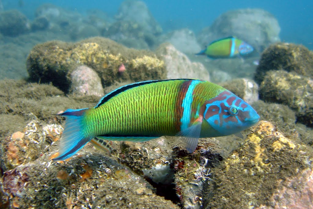 ≈ Pejeverde (Thalassoma pavo) by mi_for