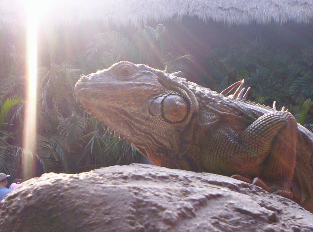 Iguana en Gdl Zoo by atlas67