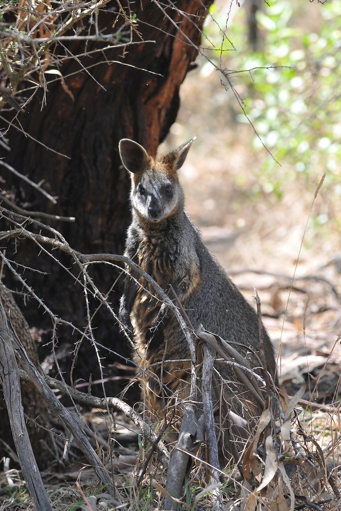 Rhyll VIC 3923, Australia by bb415