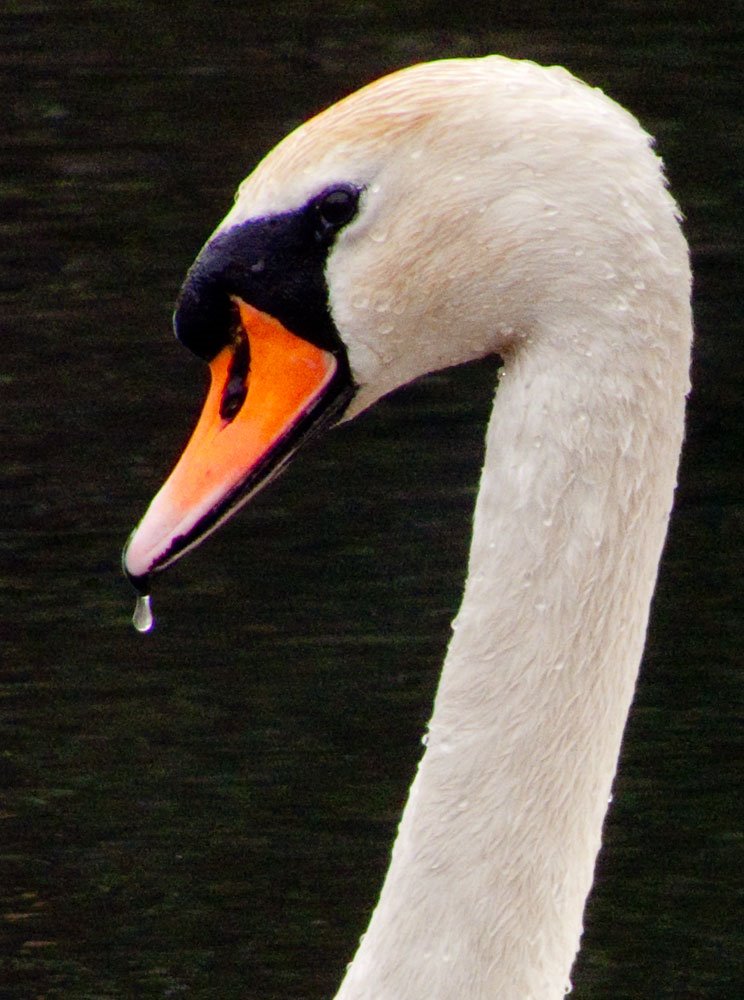 Swan on the River Ivel by Dylan Mills