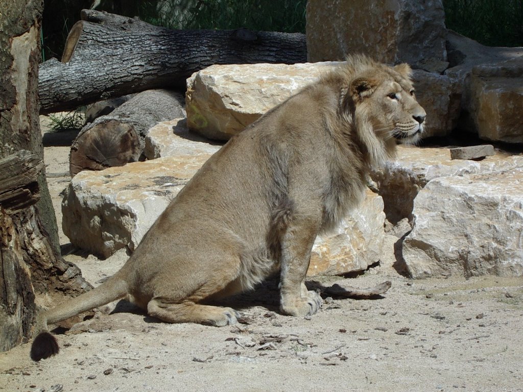 Zoo de Mulhouse, Alsace, France. Lions d'Asie by florival_fr