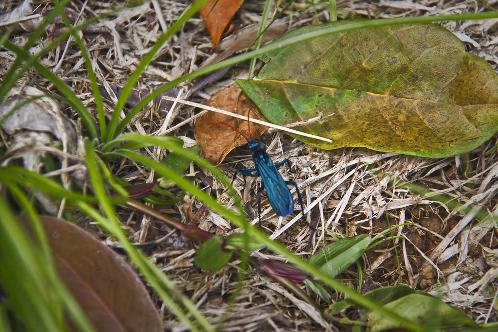 Insecto Azul en Charco Azul by nostiko