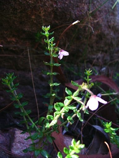 Tetratheca thymifolia (Elaeocarpaceae) by Greg Steenbeeke