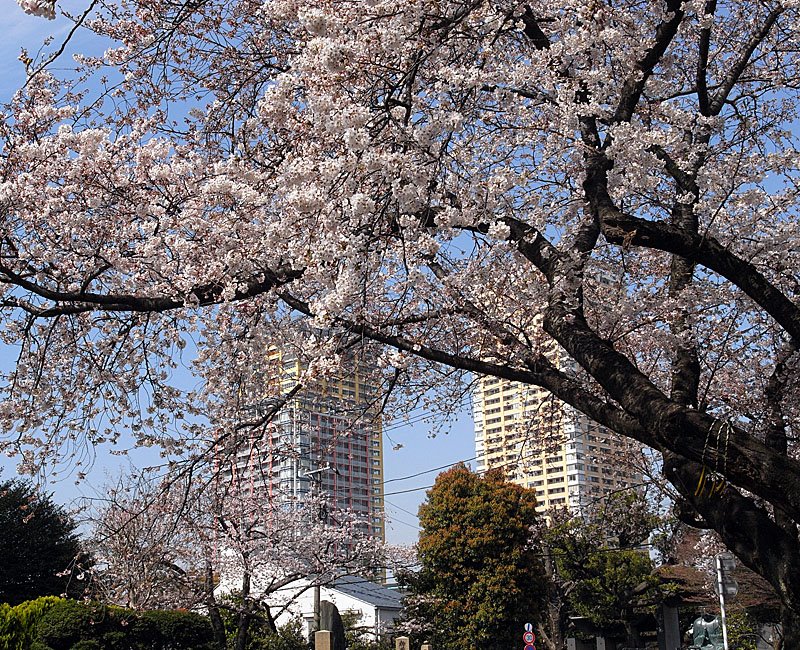 Yanaka 桜ごし〜日暮里の高層ビル by Kitaroh