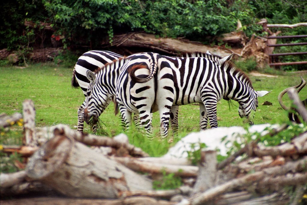 Parco Natura Viva, 3 Zebras by S.+A. Bartenbach