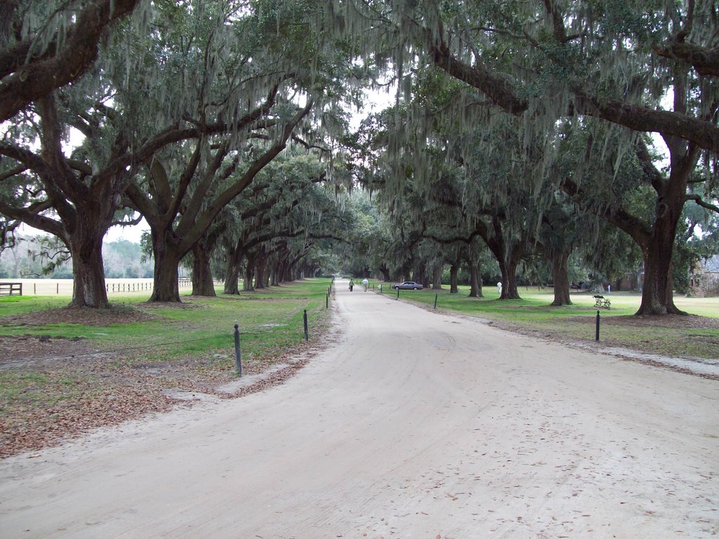 Oaks at Boone Hall Plantation by Surricks