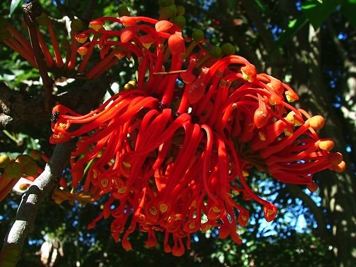 Stenocarpus sinuatus (Proteaceae), cultivated by Greg Steenbeeke