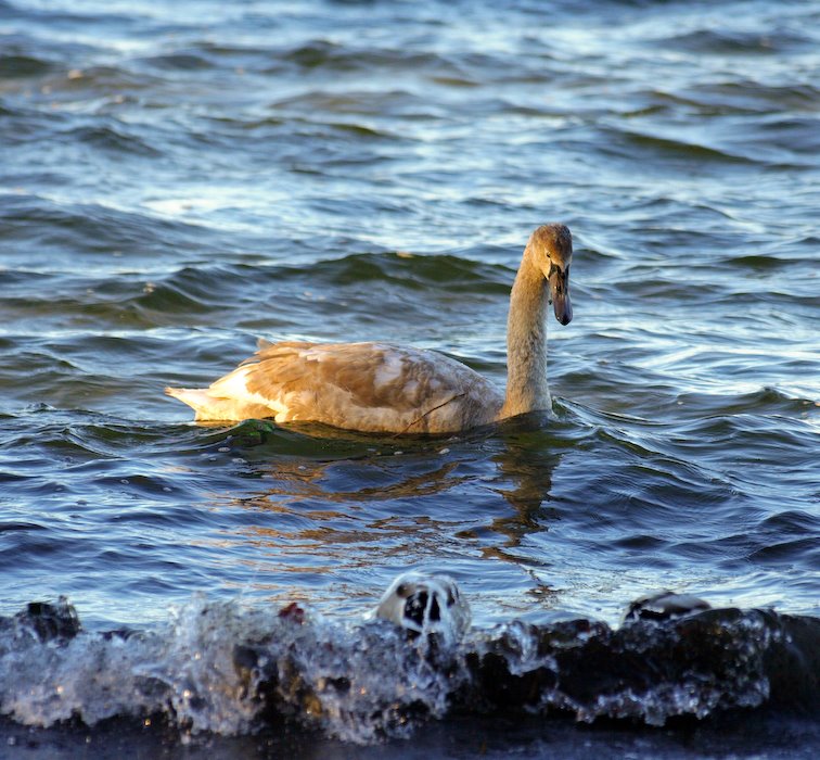 Urolige vande (sturdy waters) by Peter Johansen