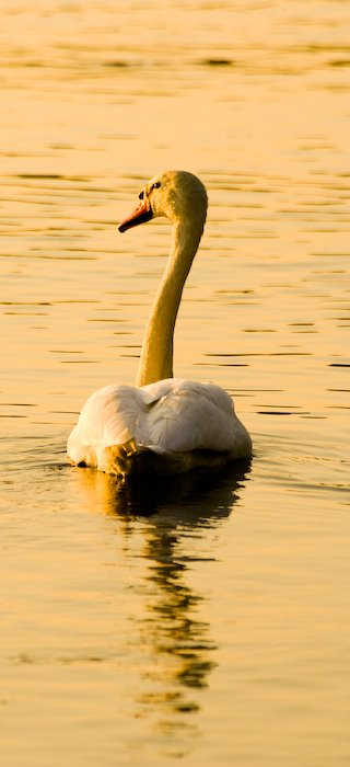 Enlig swane (lonly swan) by Peter Johansen