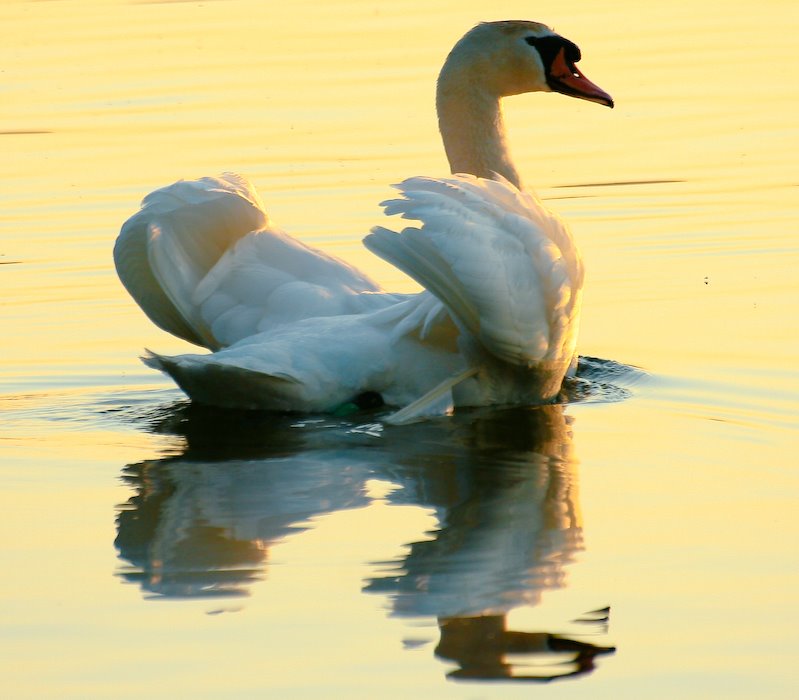 Svane i guld (swan in gold) by Peter Johansen