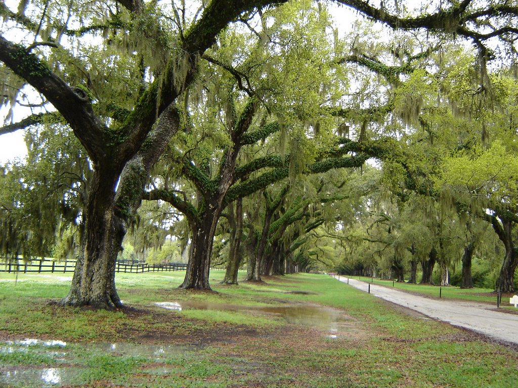 Oak Tree Boone Hall Plantation Charleston SC by Chanilim714