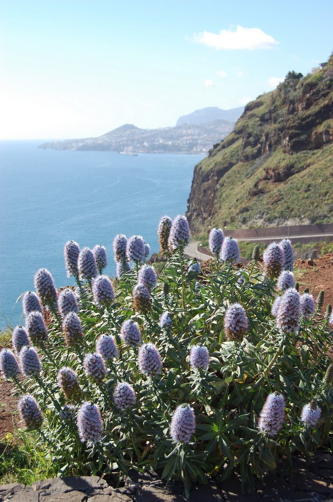 Stolz von Madeira Blick nach Funchal by robertott