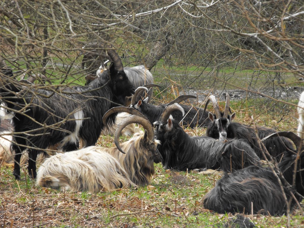 Irish goats around Glendalough - Ireland by diego_cue