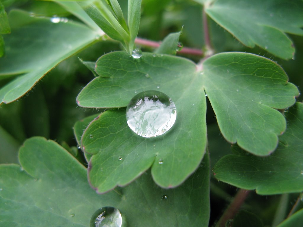 Goutte d'eau by foorian