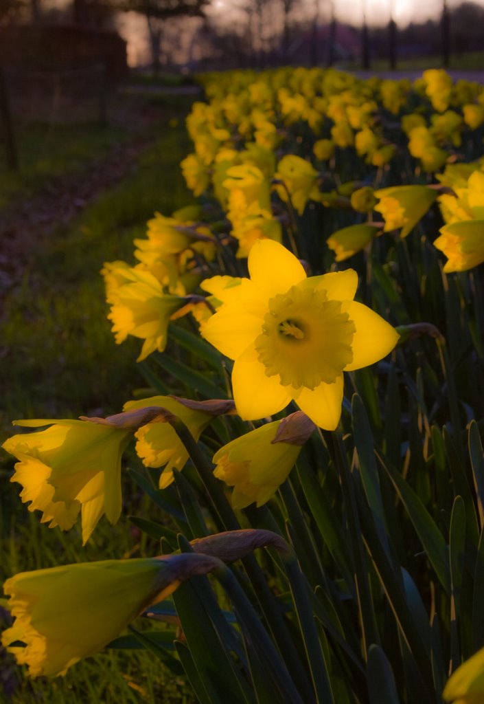 Golden Times Along the Roadside by Erik van den Ham