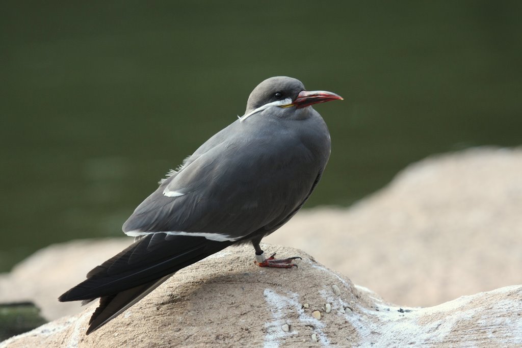 Inca Tern by Scott Hanko