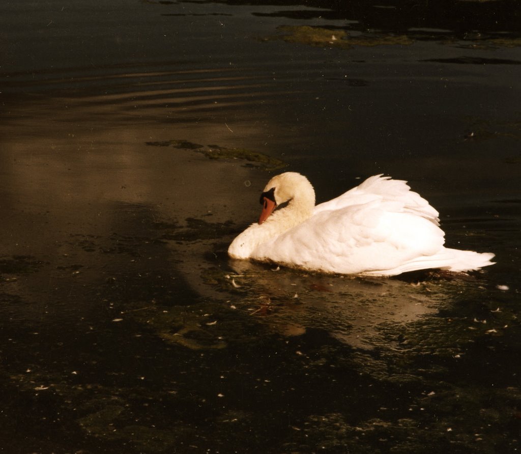 Swan,glides in Lucerne, Switzerland by Leigh Hamilton