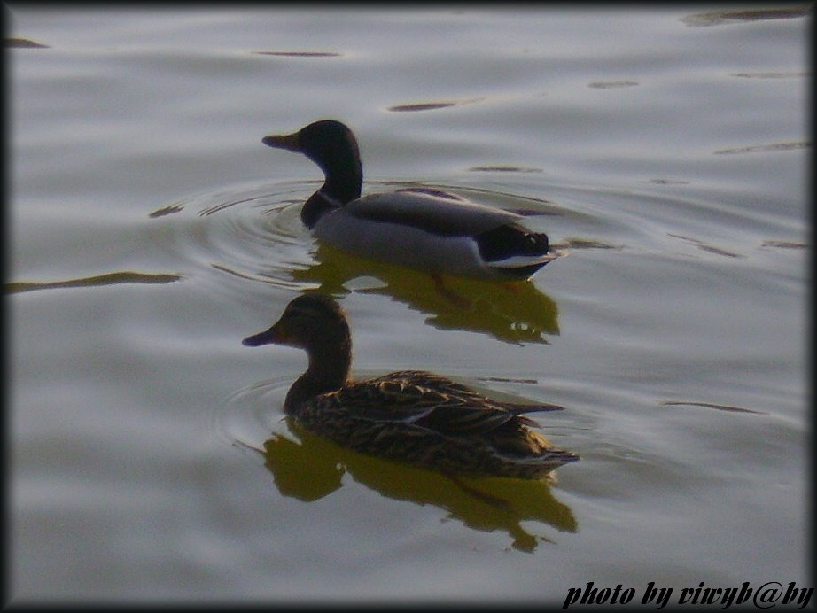 Kacsapár... / Duck pair by anico61