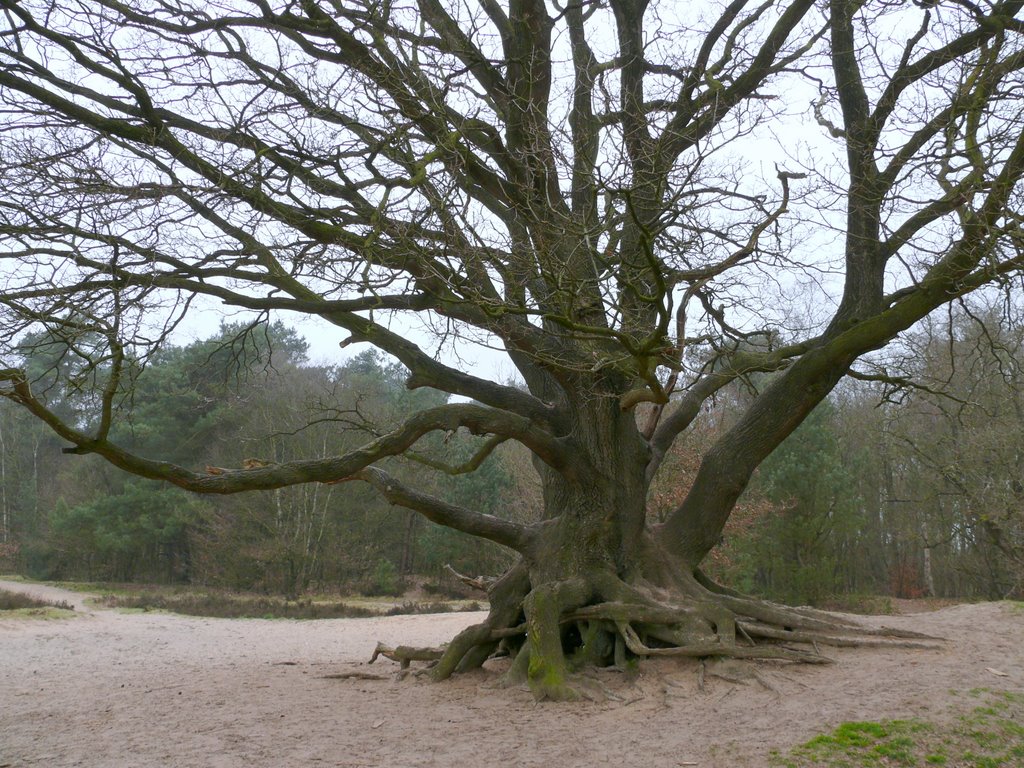 Old tree by Dina Steendam