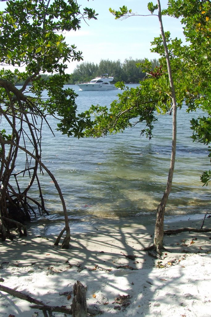 Mangroves on the Intracoastal, at Gumbo Limbo by AHxJB