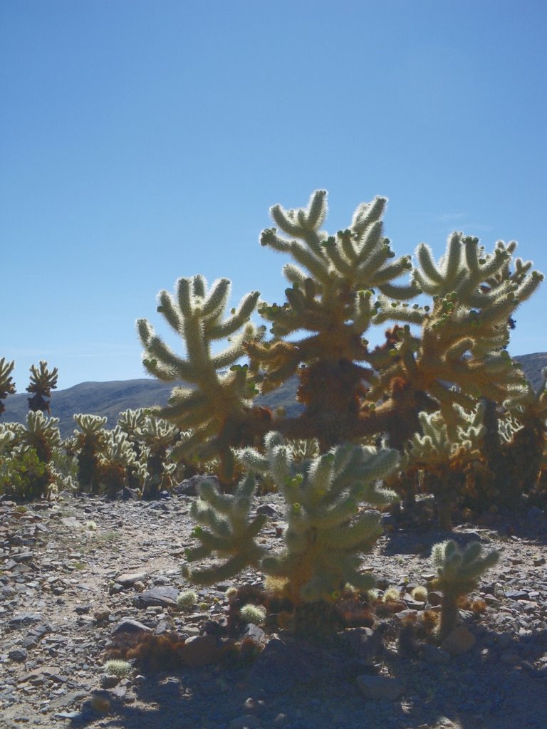 Joshua Tree National Park by The SZ