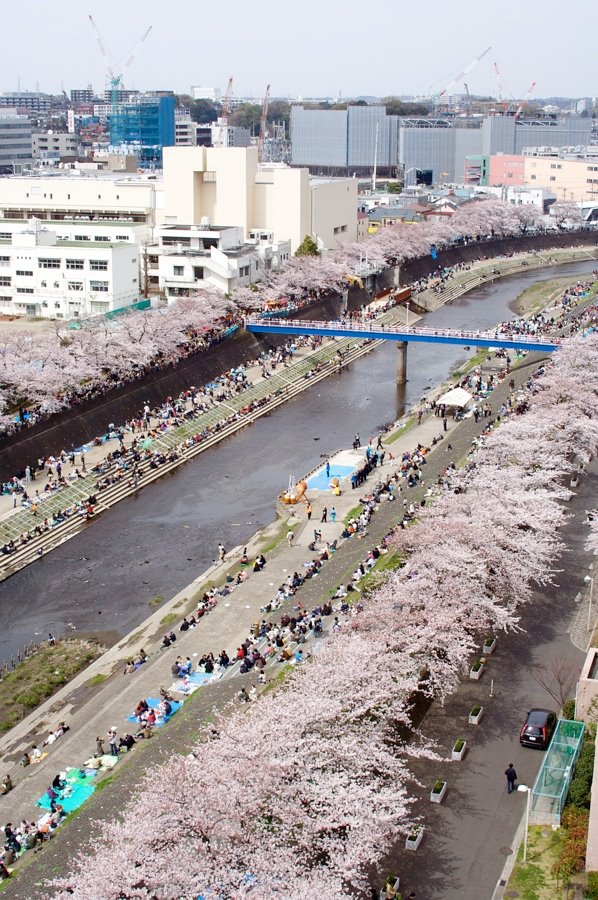 Viewing of the cherry blossoms / 花見 by Helvetica