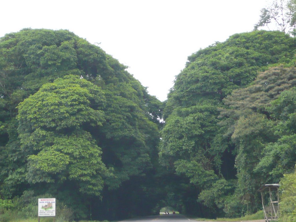 Tunel Natural ubicado en La Selva (entre Guapiles y Siquirres) by ALBERTO  TV