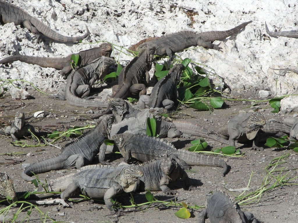 Iguana island cayo largo by martina76