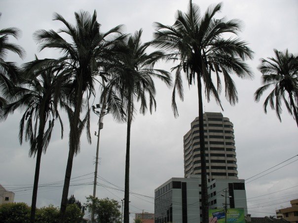 Quito Coconut Trees by heliodor