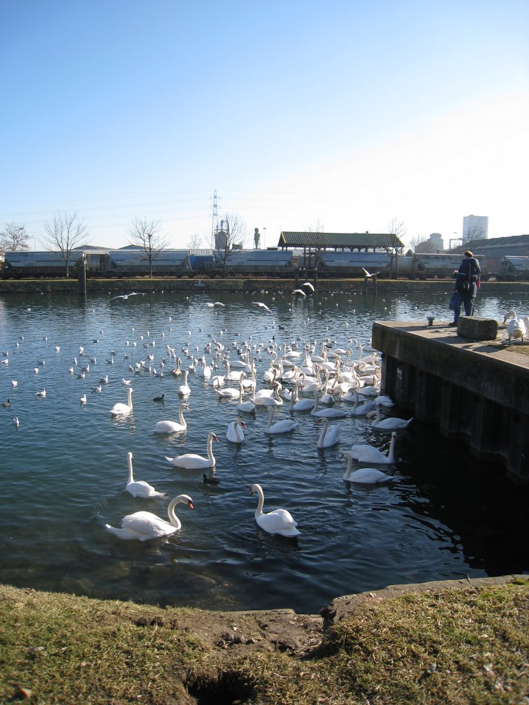 Cignes au bord de l'eau by Clasou