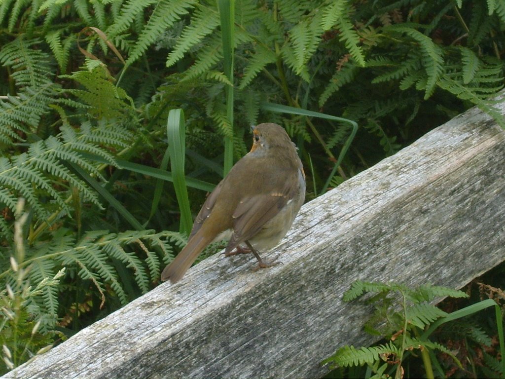 Robin, FIshguard Coastal Path. by nmdl04669