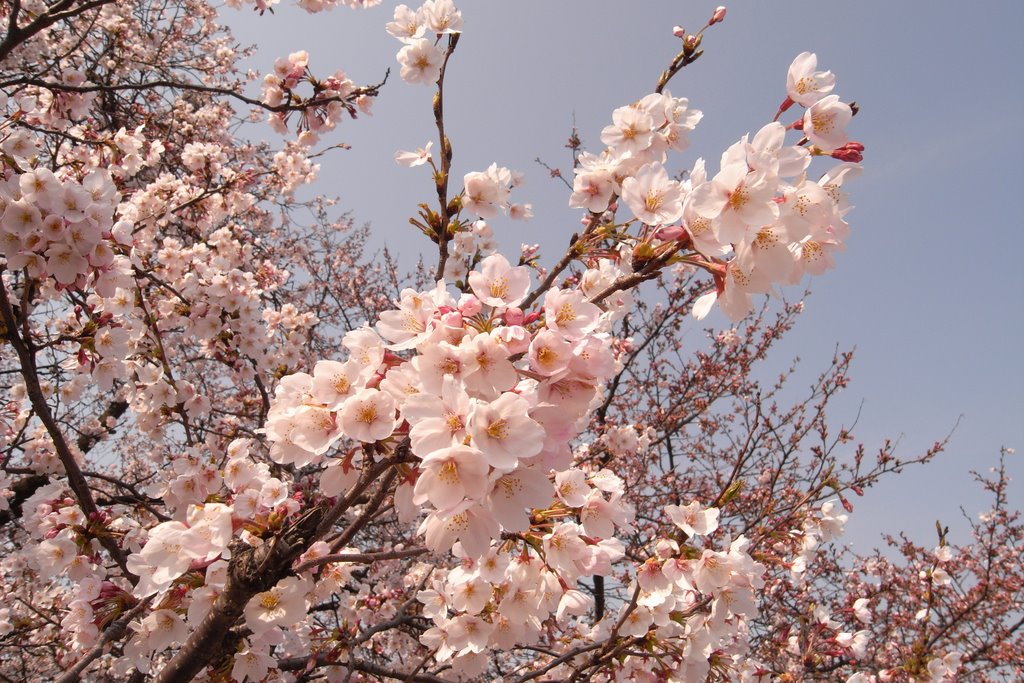 Asanogawa river cherry blossoms by THE-O