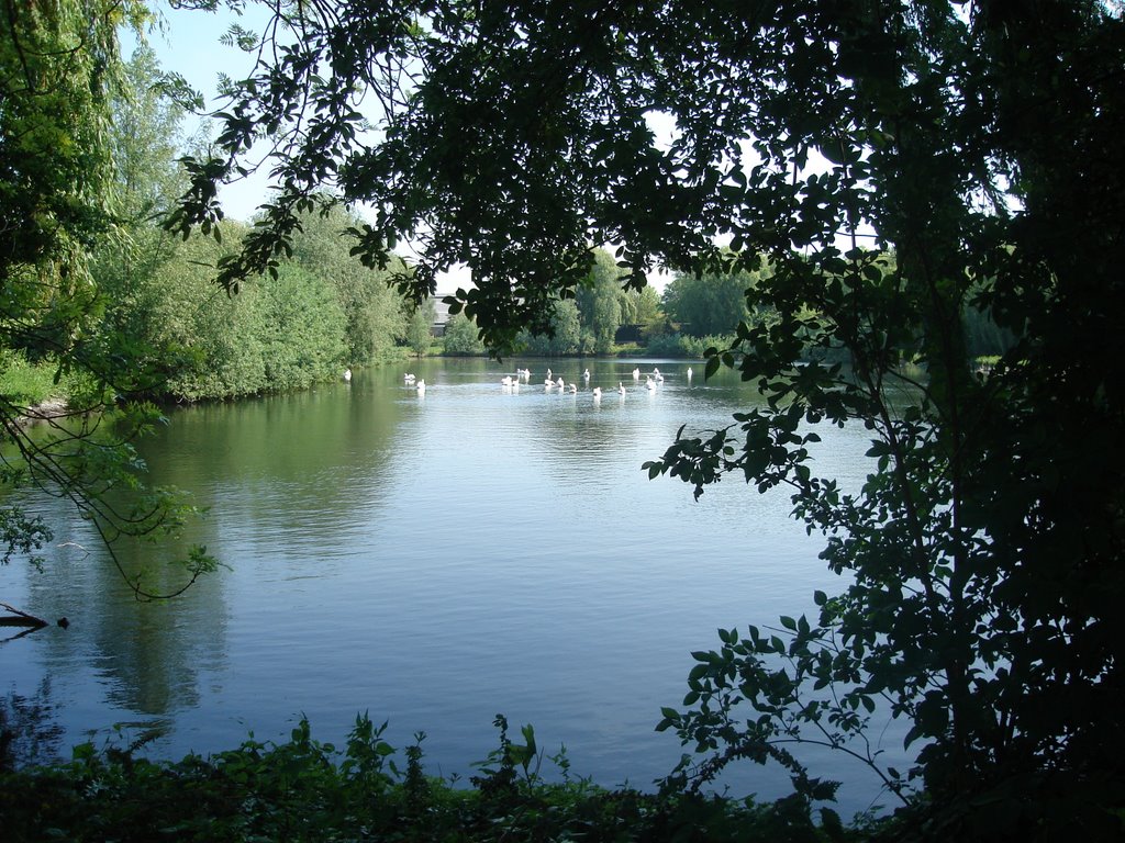 Pelikanenvijver avifauna alphen a/d rijn by frank van triest