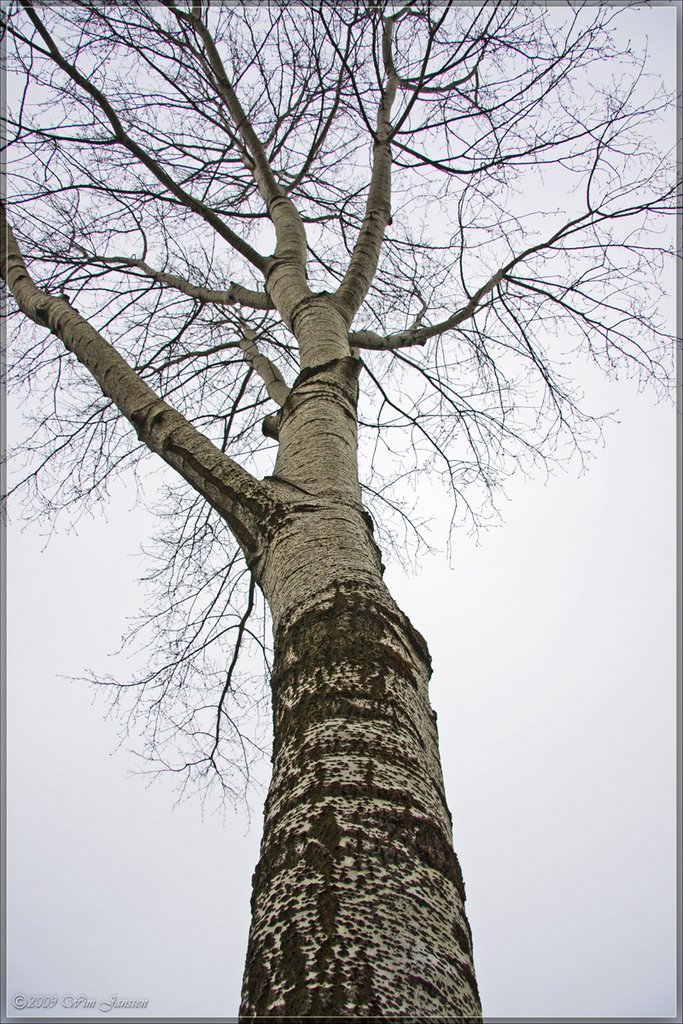 Populus canascens #3 - (Grauwe Abeel) Heeklaan, Mierlo-Hout, Helmond by Wim Janssen