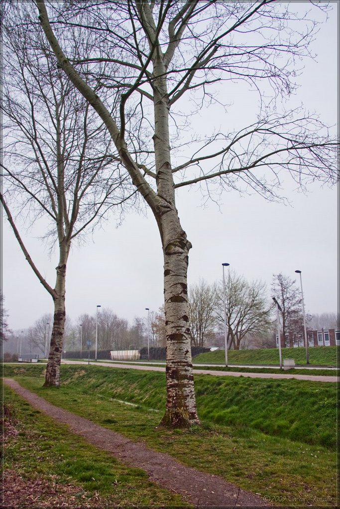 Populus canascens #1 - (Grauwe abeel) Heeklaan, Mierlo-Hout, Helmond by Wim Janssen