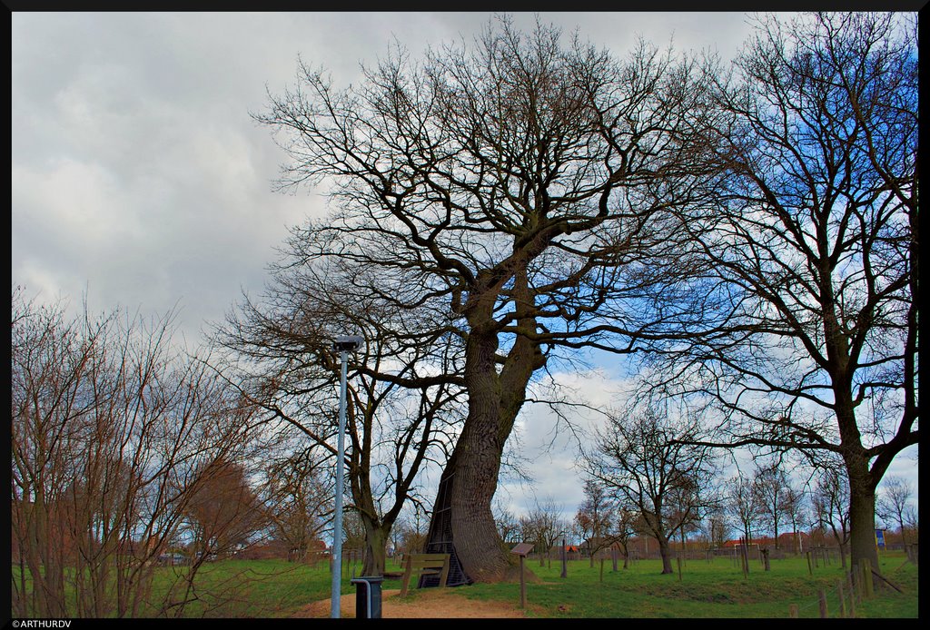 Old Oak by © ARTHURdXYV