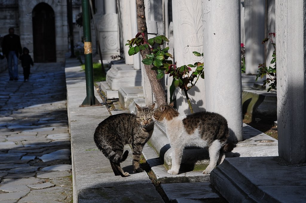 Cats in Selimiye Mosque by Resat