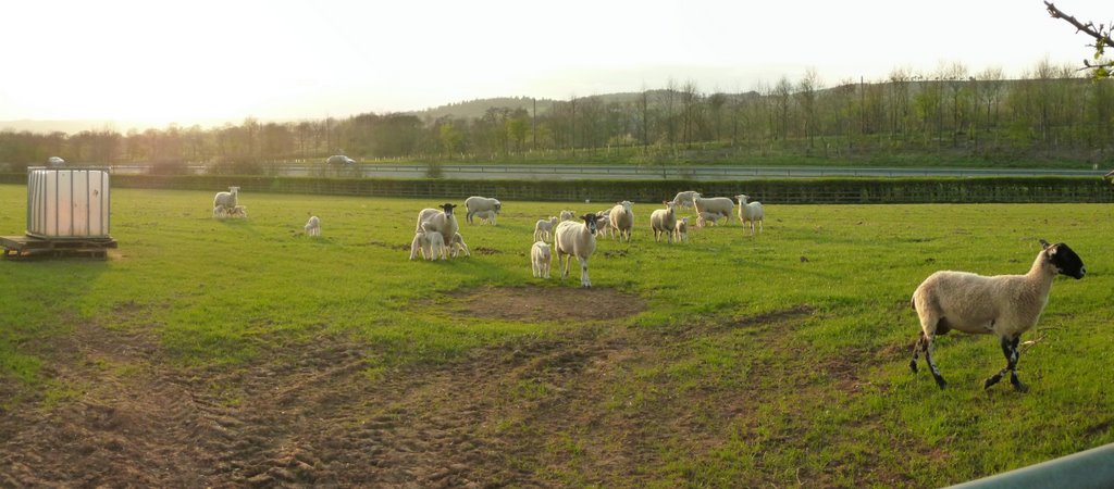 Mid Devon : Sheep, Lambs & North Devon Link Road. by A Photographer