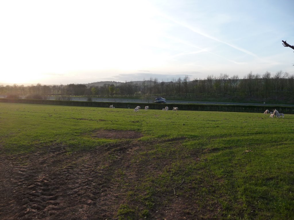 Mid Devon : Field Beside the North Devon Link Road by A Photographer