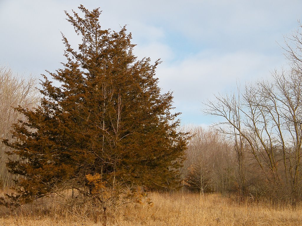 Cedar Tree, Rum River Central Regional Park, Ramsey, Minnesota by © Tom Cooper