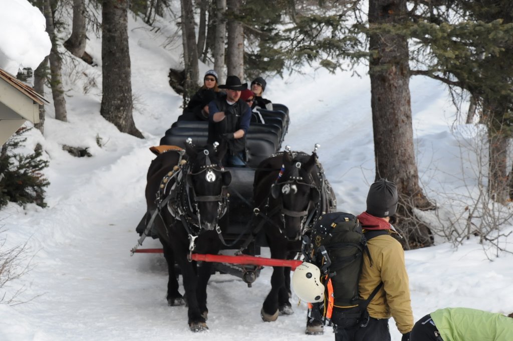 Beautiful Horses wagon Lake Louise 2009. by Tony