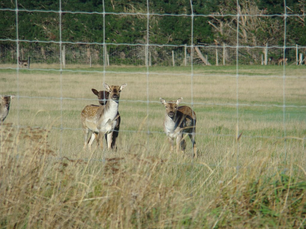 Deers by Zita Smith