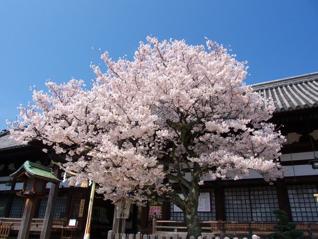 左近の桜、満開！ by まつり