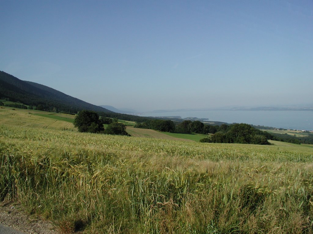 Vue sur le lac de Neuchâtel (depuis Provence) by Festler