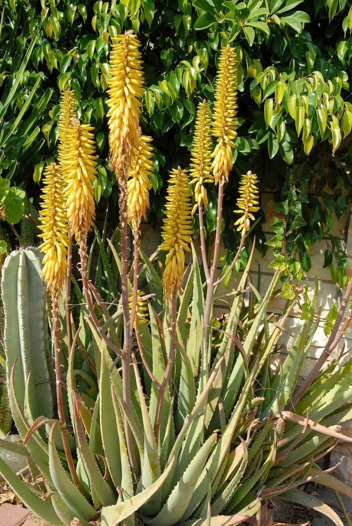 Blossoming agave by nadiakushnir