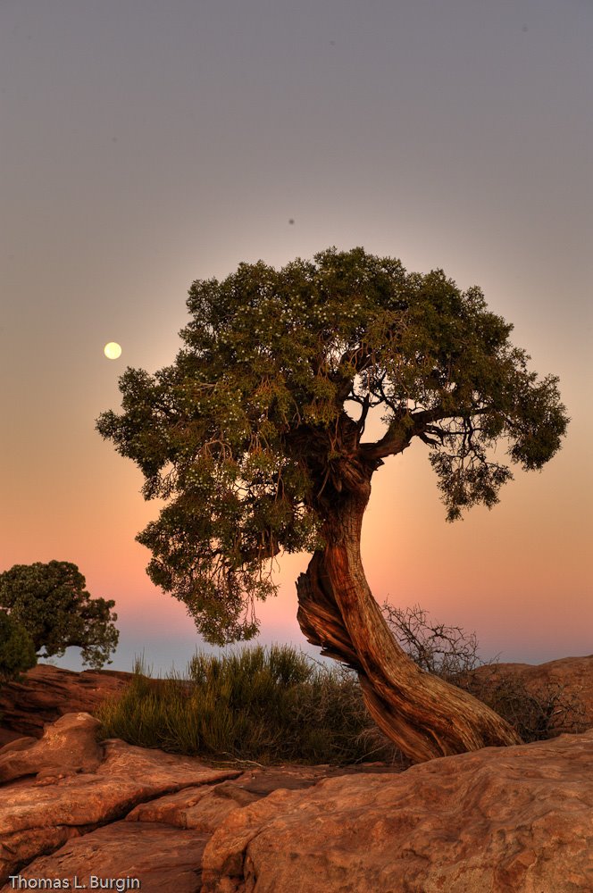 Tree on the ri by Thomas Burgin