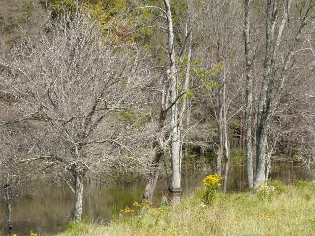 Marshland by Geraldine Clark