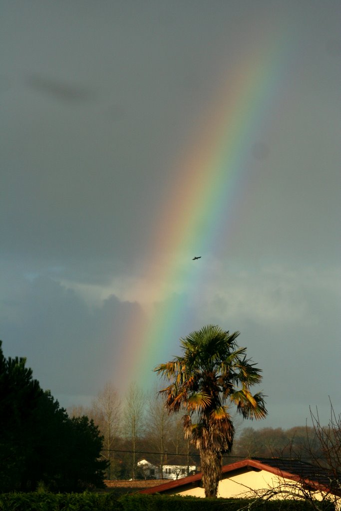 Arc en ciel oiseau by benbagues