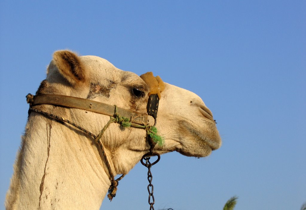 Egypt.Hurgada .Golden Five hotel. by Nicolay Zelm